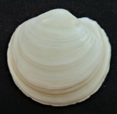 Anodontia alba