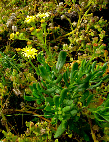 Doorzichtig kruiskruid (Senecio pellucidus)