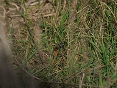 Ammophila sabulosa