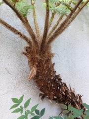 Cyatheaceae