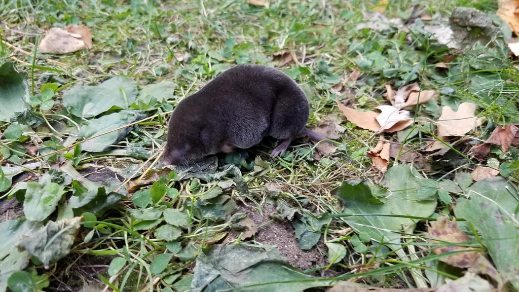 Northern Shorttailed Shrew from 227 Prescott St, St Paul, MN 55107