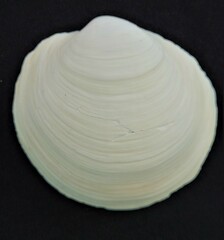 Pegophysema schrammi