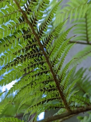 Cyatheaceae