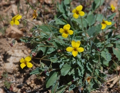 Viola purpurea quercetorum