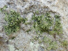 Psilolechia clavulifera