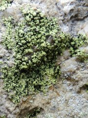 Psilolechia clavulifera