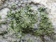 Psilolechia clavulifera