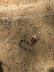Agkistrodon laticinctus