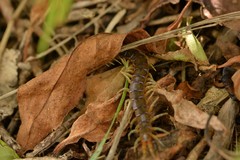 Cormocephalus rubriceps