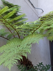 Cyatheaceae