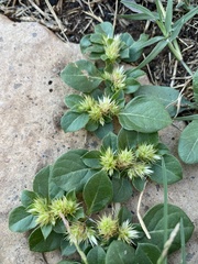 Alternanthera pungens