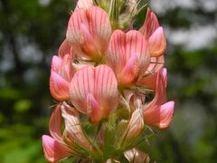 Onobrychis saxatilis