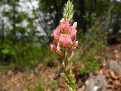 Onobrychis saxatilis