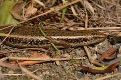 Oligosoma kokowai