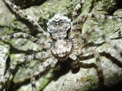 Philodromus
