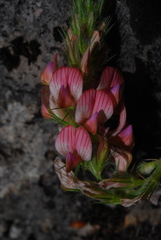 Onobrychis saxatilis