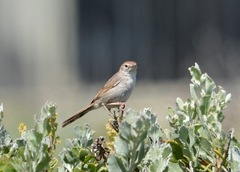 Cisticola subruficapilla