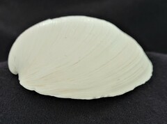Pegophysema schrammi