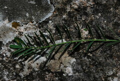 Onobrychis saxatilis