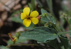 Viola purpurea quercetorum