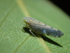 Synophropsis lauri