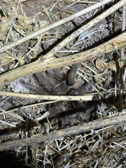 Aphonopelma steindachneri