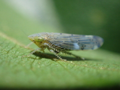 Synophropsis lauri