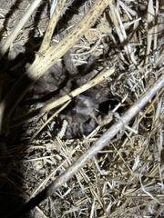 Aphonopelma steindachneri