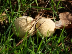 Lycoperdon pratense