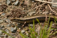Oligosoma kokowai