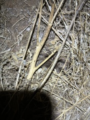 Aphonopelma steindachneri