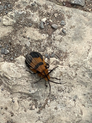 Calopteron