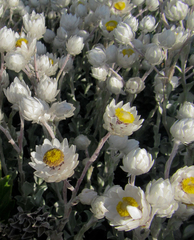 Achyranthemum argenteum