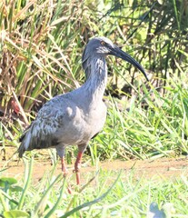 Theristicus caerulescens