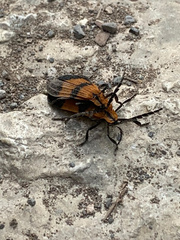 Calopteron