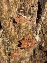 Hymenochaete rubiginosa