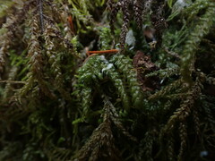 Thamnobryum neckeroides
