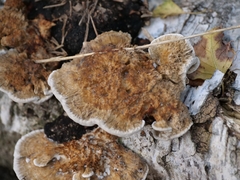 Trametes trogii
