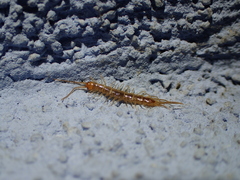 Lithobius melanops