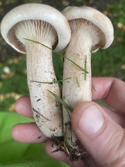 Clitocybe rivulosa