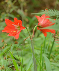 Hippeastrum reginae