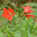 Mexican Lily - Photo (c) hdmiller, some rights reserved (CC BY-NC)