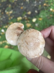 Clitocybe rivulosa