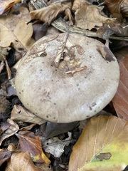 Lactarius fluens