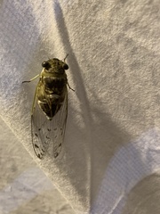 Diceroprocta mesochlora