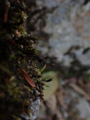 Racomitrium aciculare