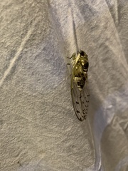 Diceroprocta mesochlora