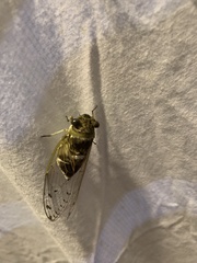 Diceroprocta mesochlora