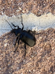 Calosoma marginale