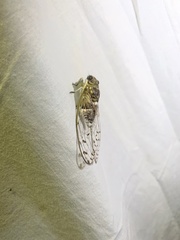 Diceroprocta mesochlora